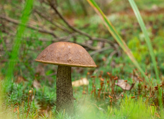 mushroom in the forest brown boletus on the background of moss and grass macro picking mushrooms