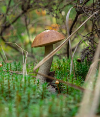mushroom in the forest brown boletus on the background of moss and grass macro picking mushrooms