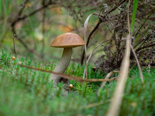 mushroom in the forest brown boletus on the background of moss and grass macro picking mushrooms