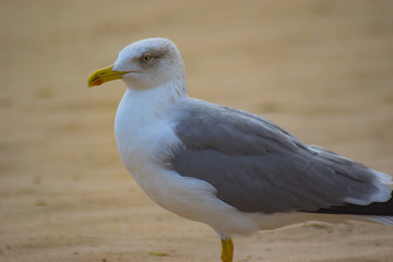 Seagulls on the beach