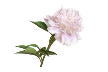 Tender pink peony flower isolated on white background.