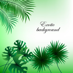 Fototapeta na wymiar Exotic abstract background with green leaves of palm trees.