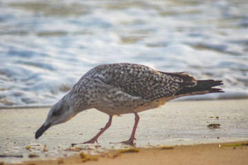 Seagulls on the beach