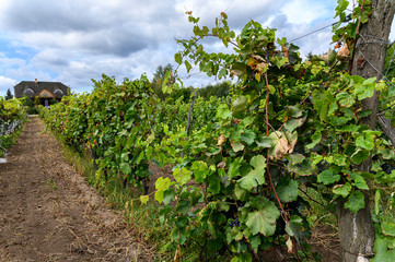 Fototapeta na wymiar Old vineyard near Zielona Gora in Poland