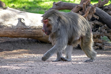 Hamadryas Baboon. Baboon walking on all fours with front left foot raised.