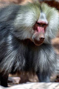 Hamadryas Baboon. Male baboon with heavy fur looking at camera.