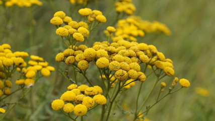 village, countryside, hamlet
