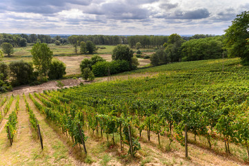Fototapeta na wymiar Vineyard field in south of Poland