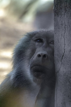 Hamadryas Baboon. Baboon with head against the wall and looking up