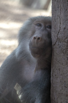 Hamadryas Baboon. Baboon with head against the wall and looking to the camera with a smile.
