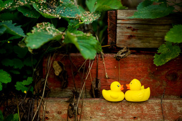 two yellow plastic ducks look at each other, standing on an old wooden structure in the garden in soft light and soft focus