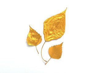 Naklejka premium Golden isolated autumn three leaf of a tree on a white background. Decoration element for card, invantion, wedding