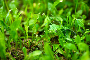 Stylish glasses for vision in a thin frame lie in the fresh green grass. Copy space