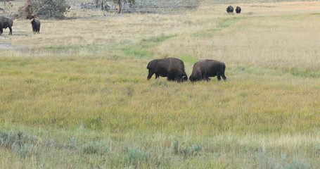 Yellowstone National Park wildlife and animal refuge for great herds of American Bison Buffalo and Rocky Mountain Elk. Geothermal ecosystem. Biology, geography and ecology.