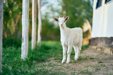 Fototapeta premium goat on a meadow
