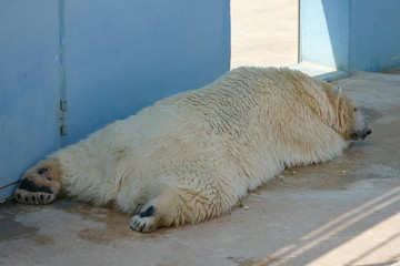 Orso polare bianco accaldato, lontano dalle sue regioni artiche. Sud Italia
