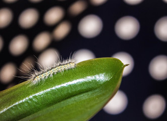 green leaf with water drops