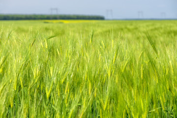 Close up of a green wheat field
