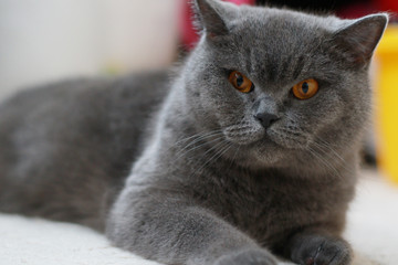 adult british blue cat laying on the ground