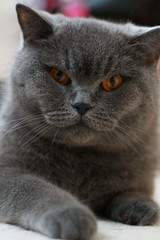 adult british blue cat laying on the ground