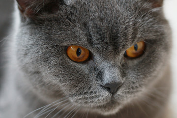 adult british blue cat laying on the ground