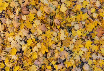  autumn background of yellow leaves