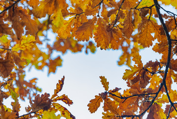 frame of yellow leaves and oak branches, autumn against the sky