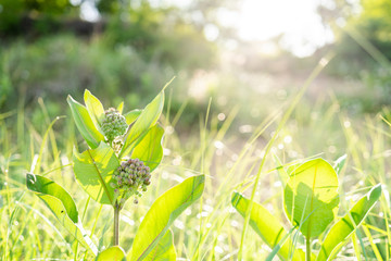 Selective focus of common milkweed plant in open field