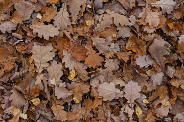 oak leaf autumn background