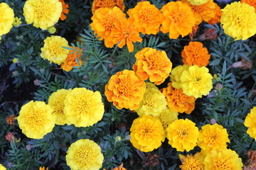 background of yellow and orange flowers