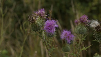 nature