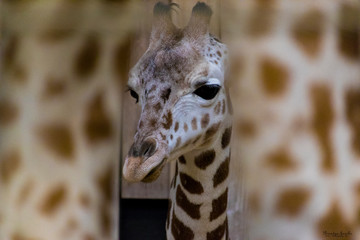 close up of a giraffe