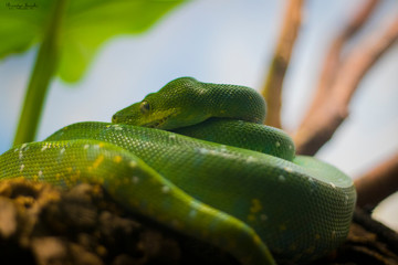 green tree python