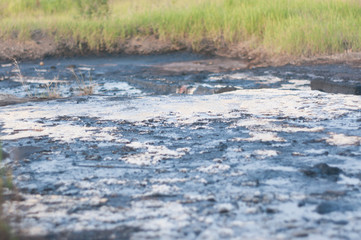 Water puddles in the swamp and greenery