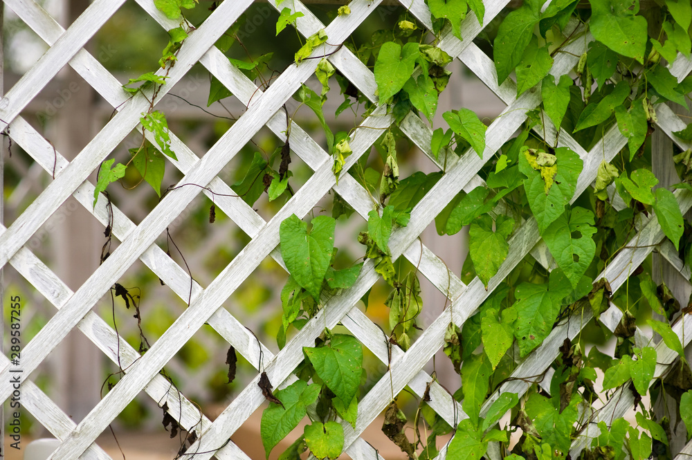 Wall mural wooden trellised fence partially overgrown with greenery close up