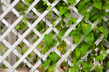 wooden trellised fence partially overgrown with greenery close up