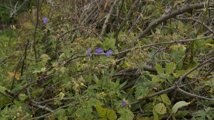 village, countryside, hamlet
