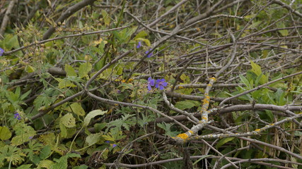 village, countryside, hamlet