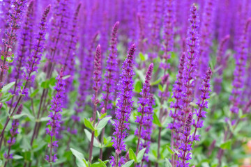 Group of violet flowers Salvia nemorosa 