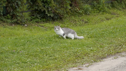 village, countryside, hamlet