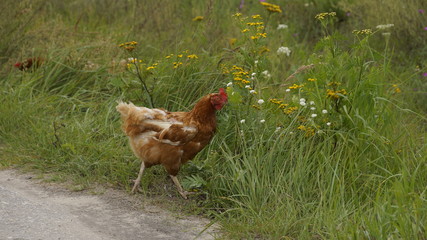village, countryside, hamlet