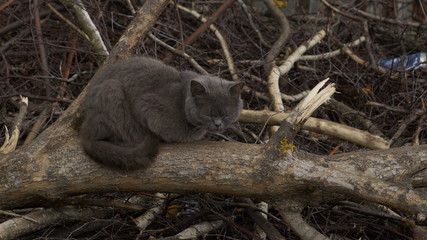 village, countryside, hamlet
