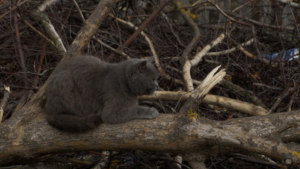 village, countryside, hamlet