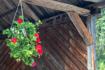 Fototapeta na wymiar Red flowers in a pot