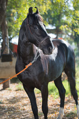 Fototapeta premium portrait of beautiful black Marwari breed stallion posing in garden. traditional indian bre