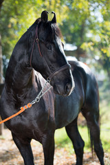 Obraz premium portrait of beautiful black Marwari breed stallion posing in garden. traditional indian horse breed. Rajasthan. India