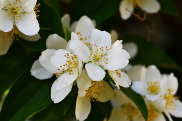 Beautiful white flowers mock orange close up. Philadelphus