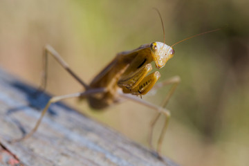 A female mantis. Predatory insect. Mimicry - brown color of Imago and wooden board.