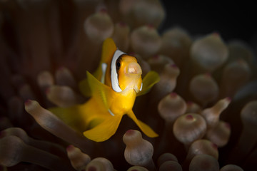 Anemonefish