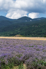 Fototapeta na wymiar Flowering lavender. Field of blue flowers. Lavandula - flowering plants in the mint family, Lamiaceae. 